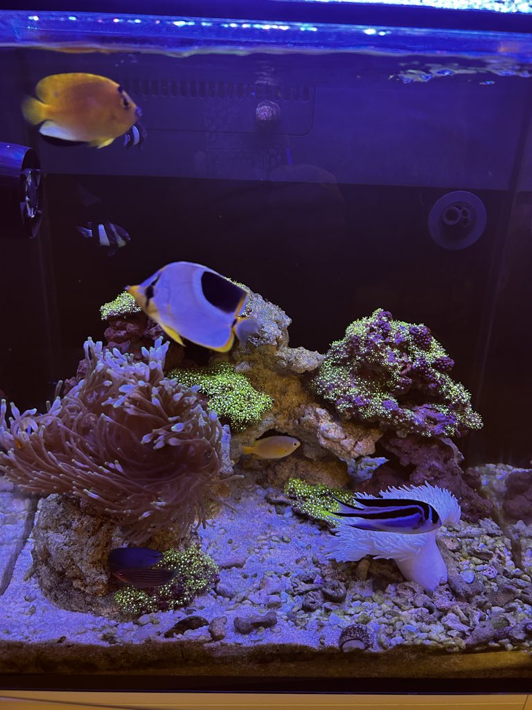 chamocolab22's tweet image. 新春初モフモフ🐟✨
 #海水魚