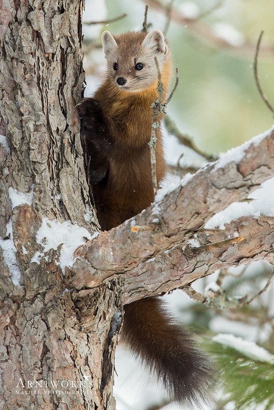 HourlyMarten's tweet image. [🔗](api.tinyfox.dev/hourly/pinemar…)