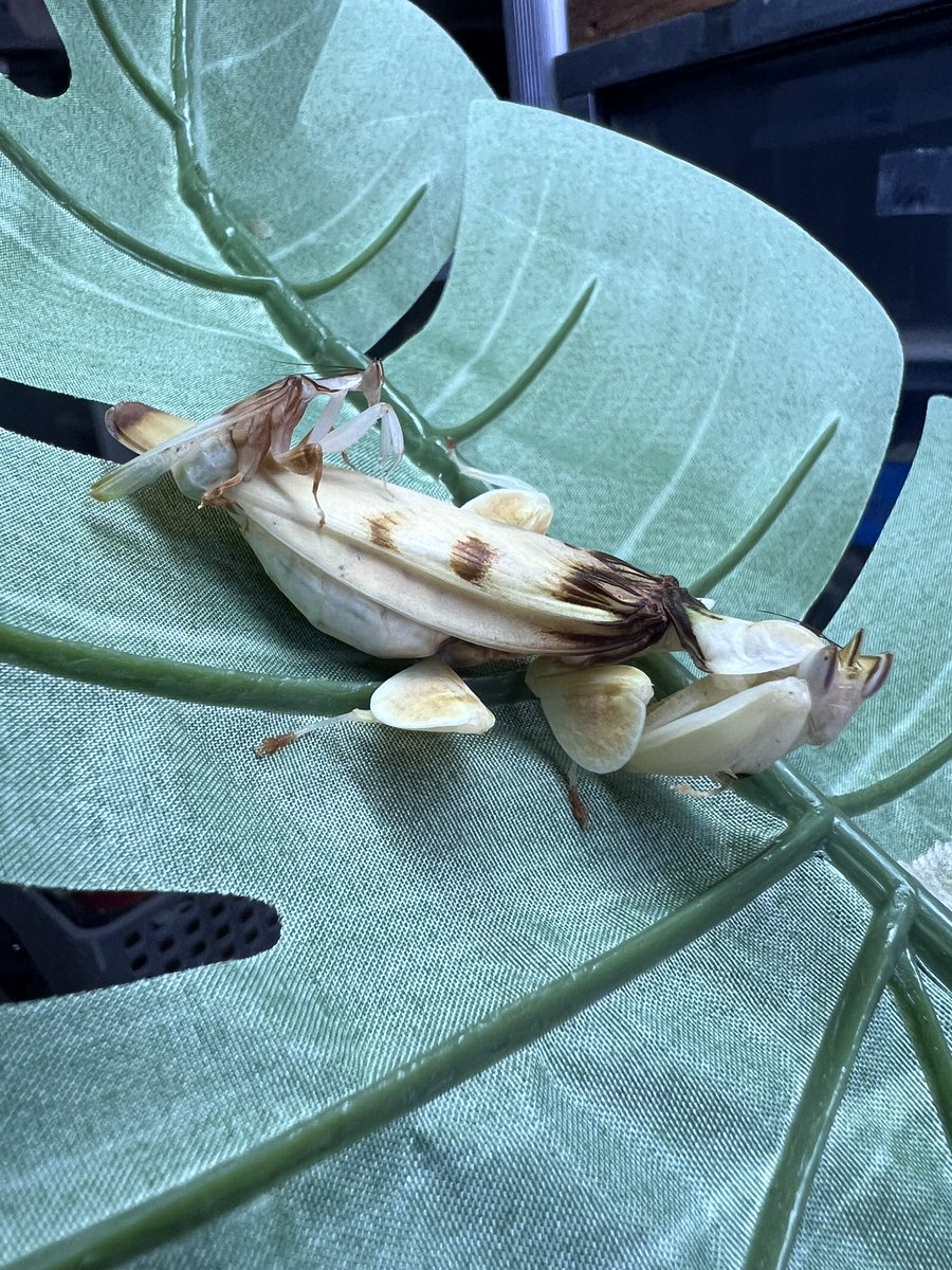 明けましておめでとうございます🎍
今年もよろしくお願い致します🙇
今日は何もしない日のつもりが、孵化したり交尾させたりで💦