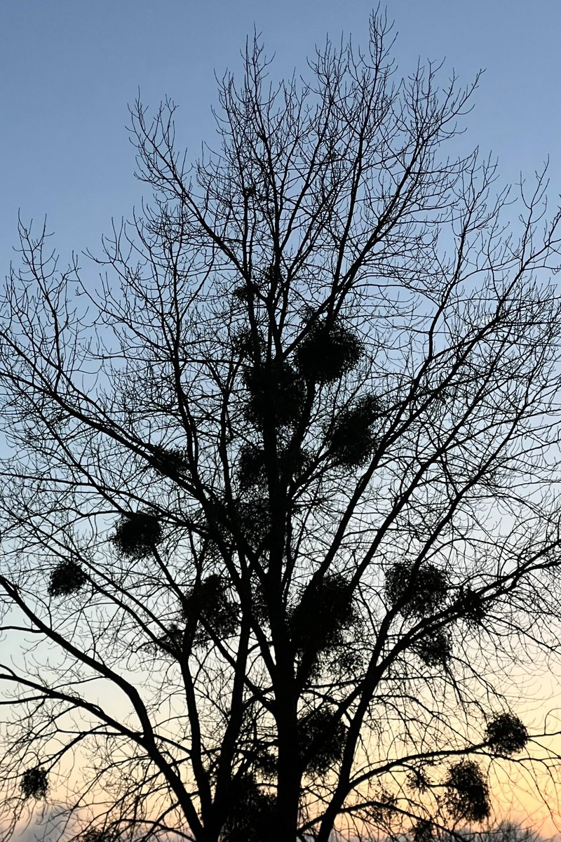 MathildeTexier's tweet image. Under the mistletoe 💖 Happy New Year! 🎆

#Mistletoe #HappyNewYear #Love #Peace #Health