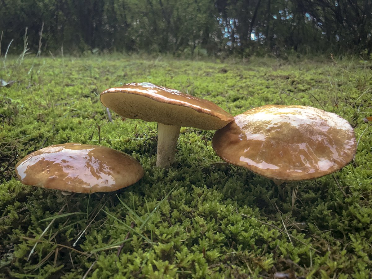 ヌルてかの「一日一菌」となりますた😆😆😆
