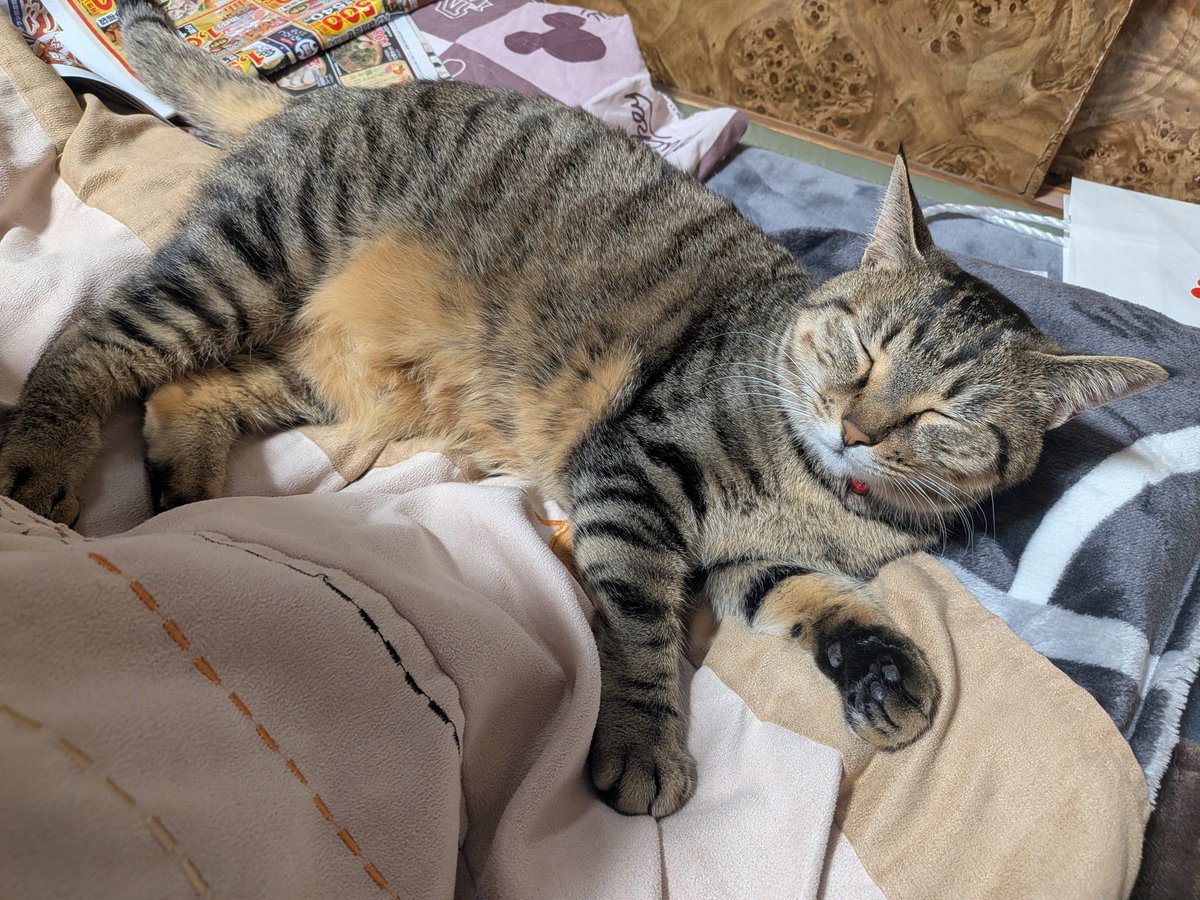 ぬーとりあ ヌートリア (@bush_cat32) on X