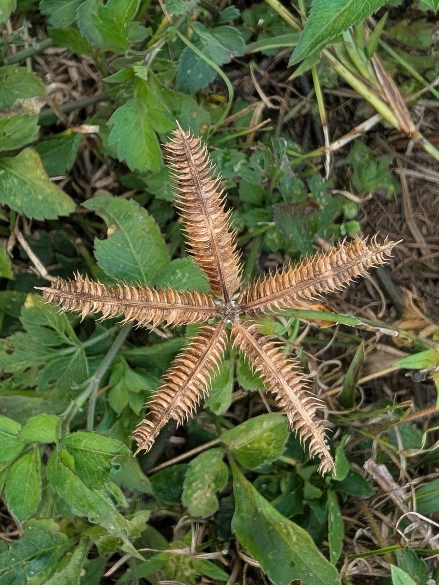 Swimming With Goldfish tweet media