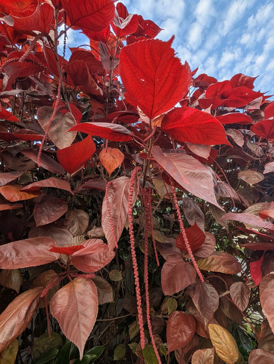 Swimming With Goldfish tweet media