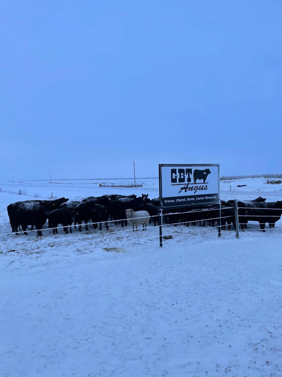 From our funny farm to yours, Happy New Year everyone!