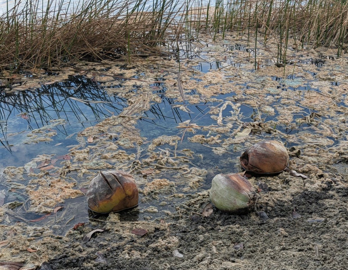 Swimming With Goldfish tweet media