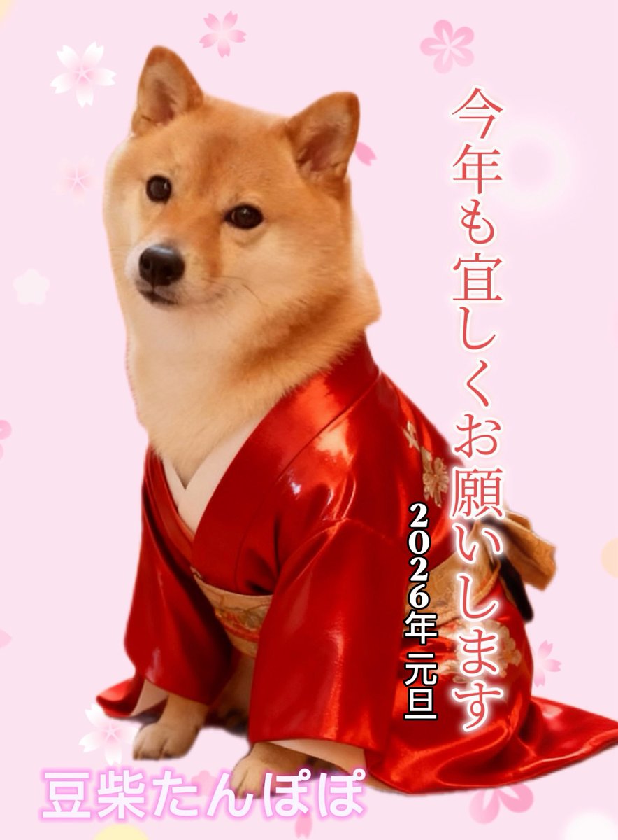 sasabunex's tweet photo. 新年明けましておめでとうございます⸜(*ˊᗜˋ*)⸝
本年もどうぞよろしくお願いします❣️

#豆柴  #柴犬　#豆柴たんぽぽ 
#shibainu #mameshibatanpopo https://t.co/KyfNLO6HpA