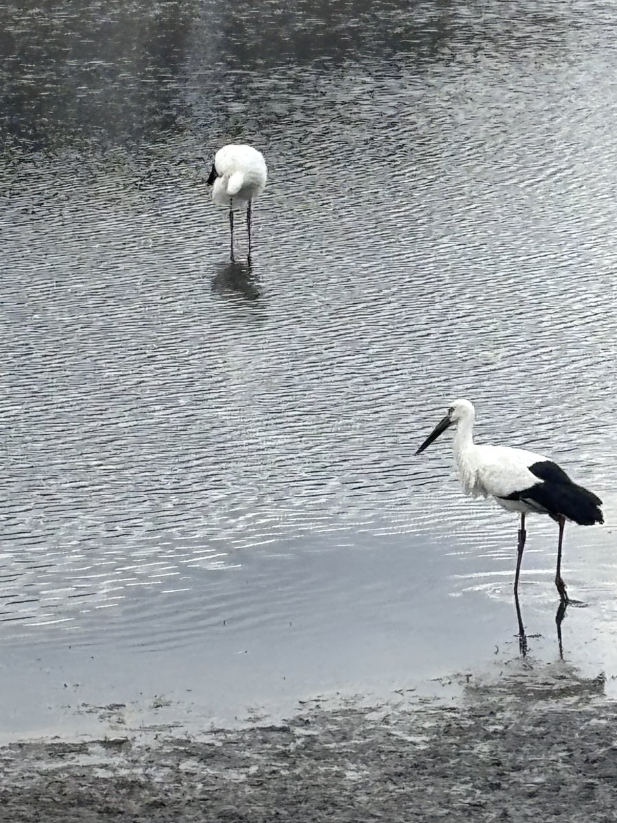 💖 幸せを運ぶ鳥🕊️ 日本では古くから、コウノトリは「幸せを運ぶ鳥