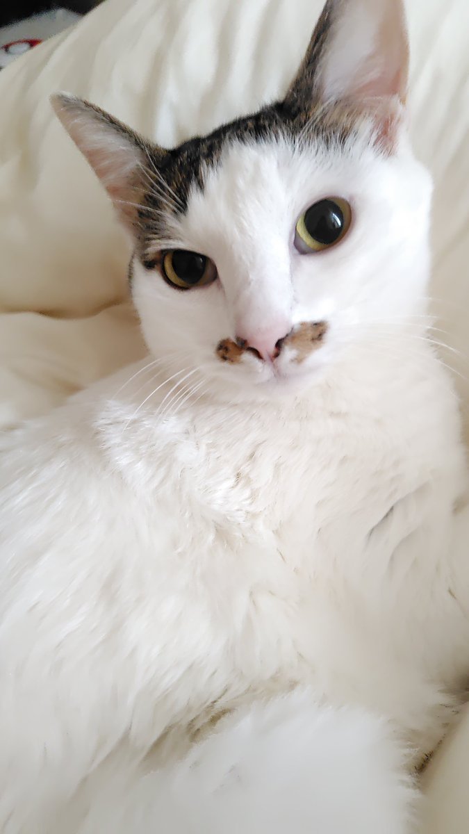 cweCP's tweet image. 顔出したついでに、、、
あけましておめでとうございます🎍
イベントしか来ない低浮上組ですが、見かけたら遊んでもらえるとありがたいです😂
↓はうちのアイドル達😺