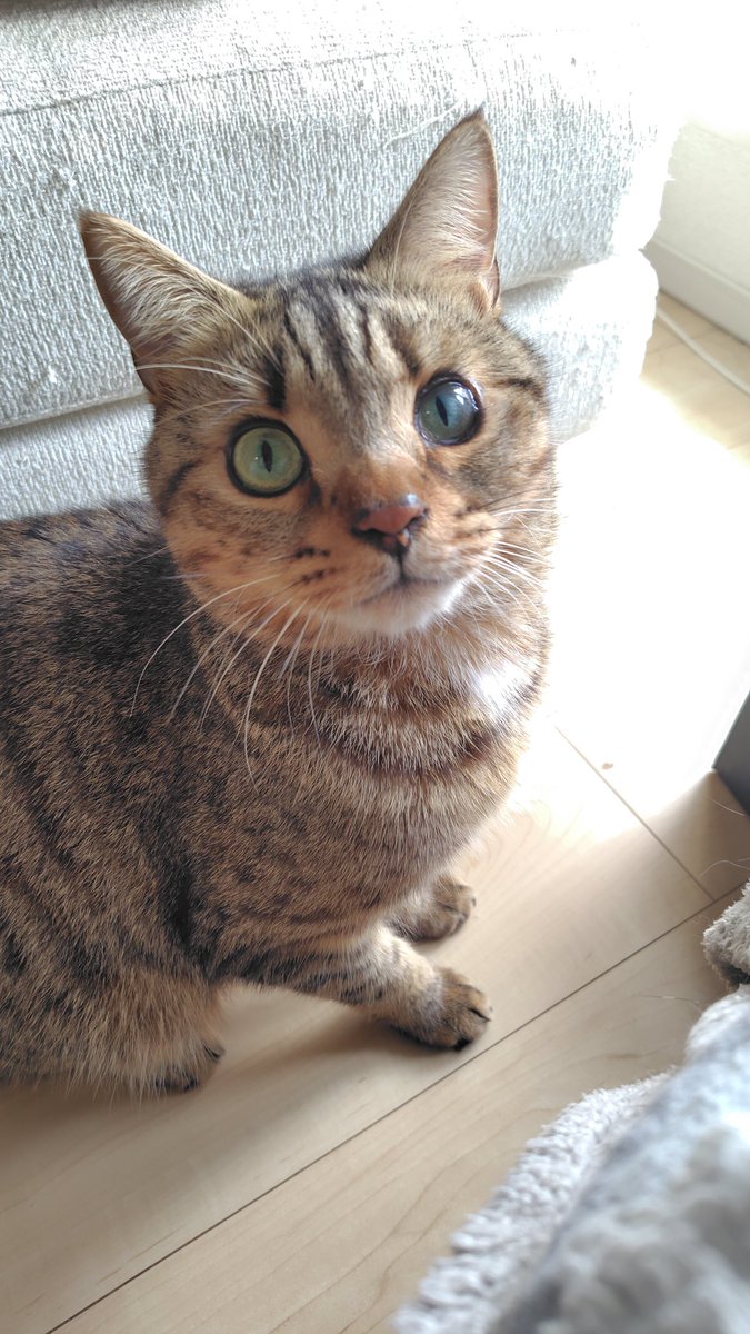 cweCP's tweet image. 顔出したついでに、、、
あけましておめでとうございます🎍
イベントしか来ない低浮上組ですが、見かけたら遊んでもらえるとありがたいです😂
↓はうちのアイドル達😺