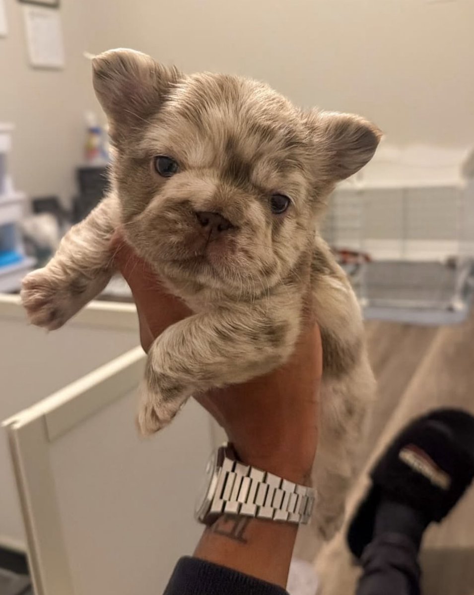 Flee_MH's tweet photo. FLUFFY FRENCHIES DONE RIGHT! 😮‍💨✨🐶 https://t.co/KOK2esRGpG