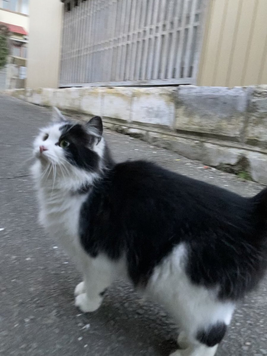 こちらもどうぞ😺 後からルイーゼもやって来て、二代目ちゃめこ一家