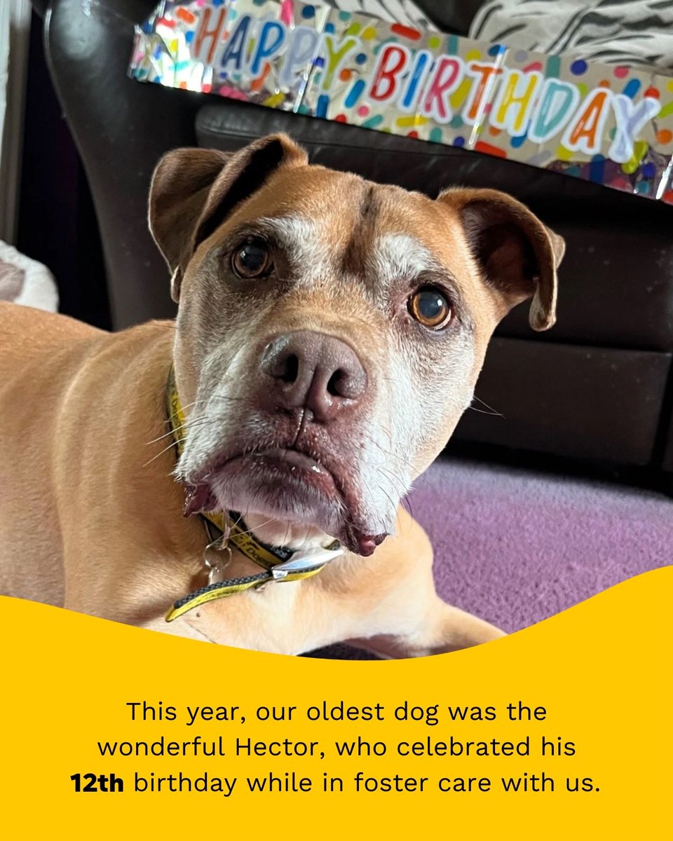 Happy New Year! 🎉✨ Cheers to all we achieved together in 2025 — we couldn’t have done it without YOU! 💛 Whether you adopted, volunteered, fostered, donated, or supported us, thank you! Here’s to helping even more dogs in 2026! 🥂🐾 #HappyNewYear #RescueDogs