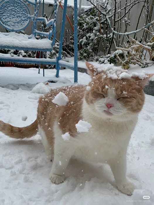 nekocatts's tweet image. Snowy day ❄️