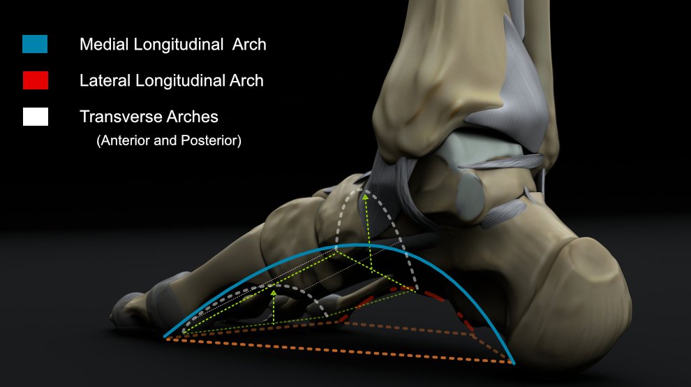 Zeebachu's tweet image. 발아치는 왜 무너질까? 🦶
그리고 다시 기능을 되찾을 수 있을까?

"발아치가 낮아서 이렇게 발이 아픈걸까요?"

이런 이야기를 많이 들어봤습니다.
그런데, 발아치는 사실 높이보다도 '기능'이 더 중요합니다.

---
.
.

1. 애초에 발은 왜 평평하지 않고 아치 모양인가?

사실 무게를 받는 구조라면…