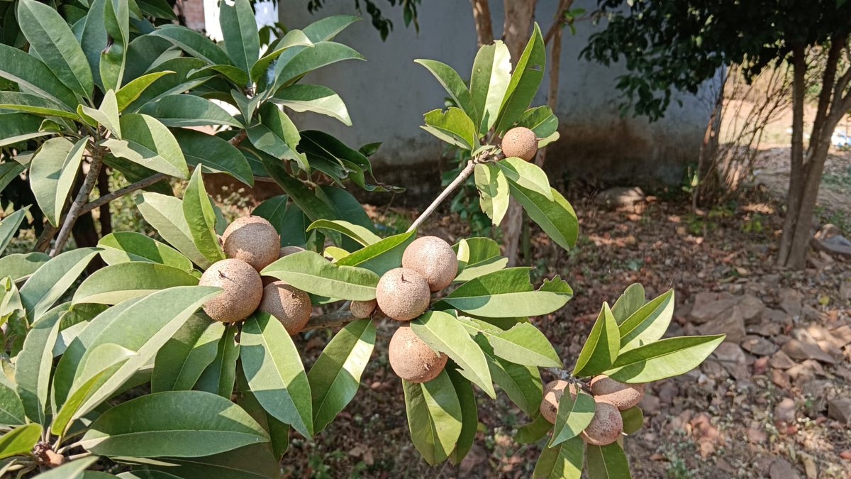 દાહોદમાં દેવગઢ બારિયાના અંતરિયાળ એવા ચેનપુર ગામના ખેડૂતશ્રી પર્વતભાઇ પટેલ પ્રાકૃતિક ખેતી થકી વાર્ષિક ૦૪લાખથી વધુની આવક મેળવી રહ્યા છે.પ્રાકૃતિક ખેતીની આટલા વર્ષની સફરમાં મને ૧ કે ૨ગણી નહીં પરંતુ ૩ગણી આવક થાય છે: ખેડુતશ્રી પર્વતભાઇ પટેલ* <a href="/InfoGujarat/">Gujarat Information</a> <a href="/CollectorDahod/">Collector Dahod</a> <a href="/DahodDdo/">DDO Dahod</a>