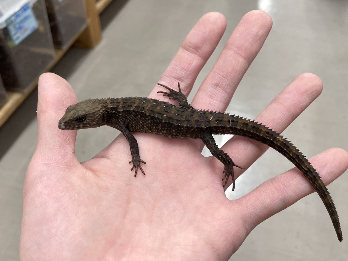 華やかすぎてどうする？トカゲ No.288 qPIGp両面仕様