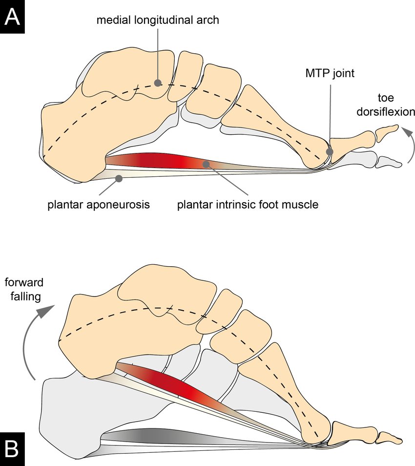 Zeebachu's tweet image. 발아치는 왜 무너질까? 🦶
그리고 다시 기능을 되찾을 수 있을까?

"발아치가 낮아서 이렇게 발이 아픈걸까요?"

이런 이야기를 많이 들어봤습니다.
그런데, 발아치는 사실 높이보다도 '기능'이 더 중요합니다.

---
.
.

1. 애초에 발은 왜 평평하지 않고 아치 모양인가?

사실 무게를 받는 구조라면…