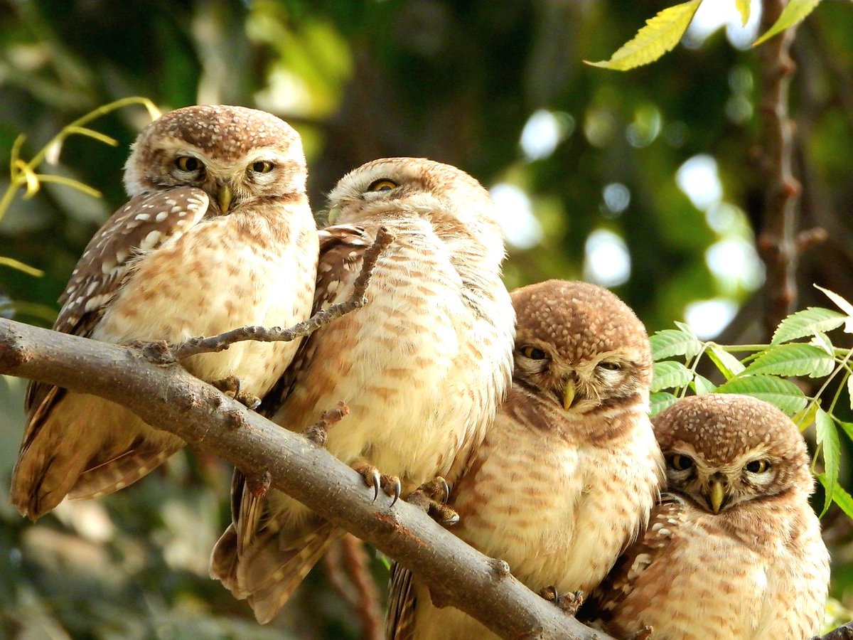 anuradhamathur's tweet image. #HappyNewYear2026 by these cuties!  spotted owlets spotted in #delhipollution #indiAves #wildlifephotography #birds #birdwatching #birding #BirdsSeenIn2025 #NaturePhotography  #BBCWildlifePOTD #TwitterNatureCommunity