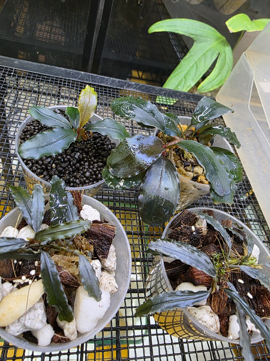 1月サンシャイン蘭展持てく Bucephalandra sp. DG子株 AZ便 HW便 とか