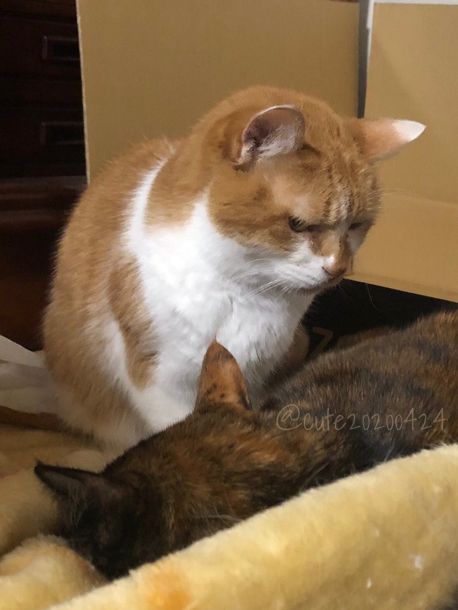 きゅーちゃん Very cute KAWASAKI ZXR250 (Japanese old motorcycle custom) - YouTube