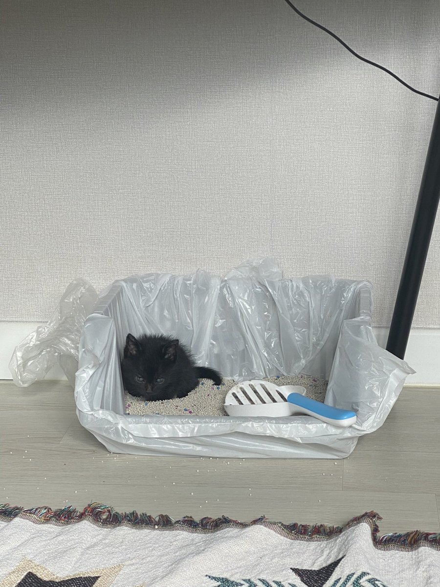 임시화장실 쓰던 시절 아기아기깨