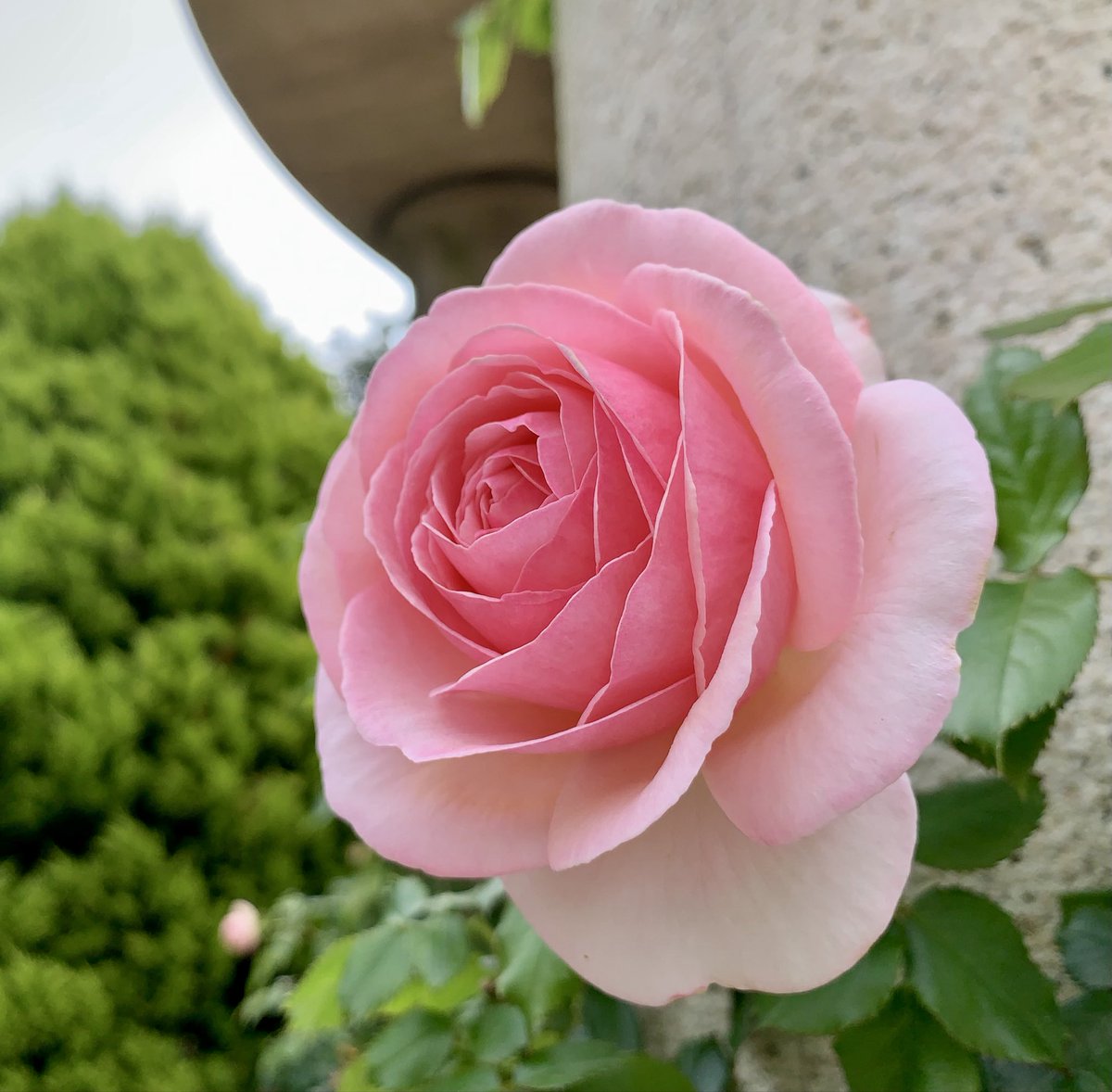 薔薇は「ピエール ドゥロンサール」🌹
(Rosé Pierre de Ronsard )

素敵な新年を🌹🎉🍀🎍🌅
A Happy New Year 🌹

#RoséPierredeRonsard
#ピエールドゥロンサール