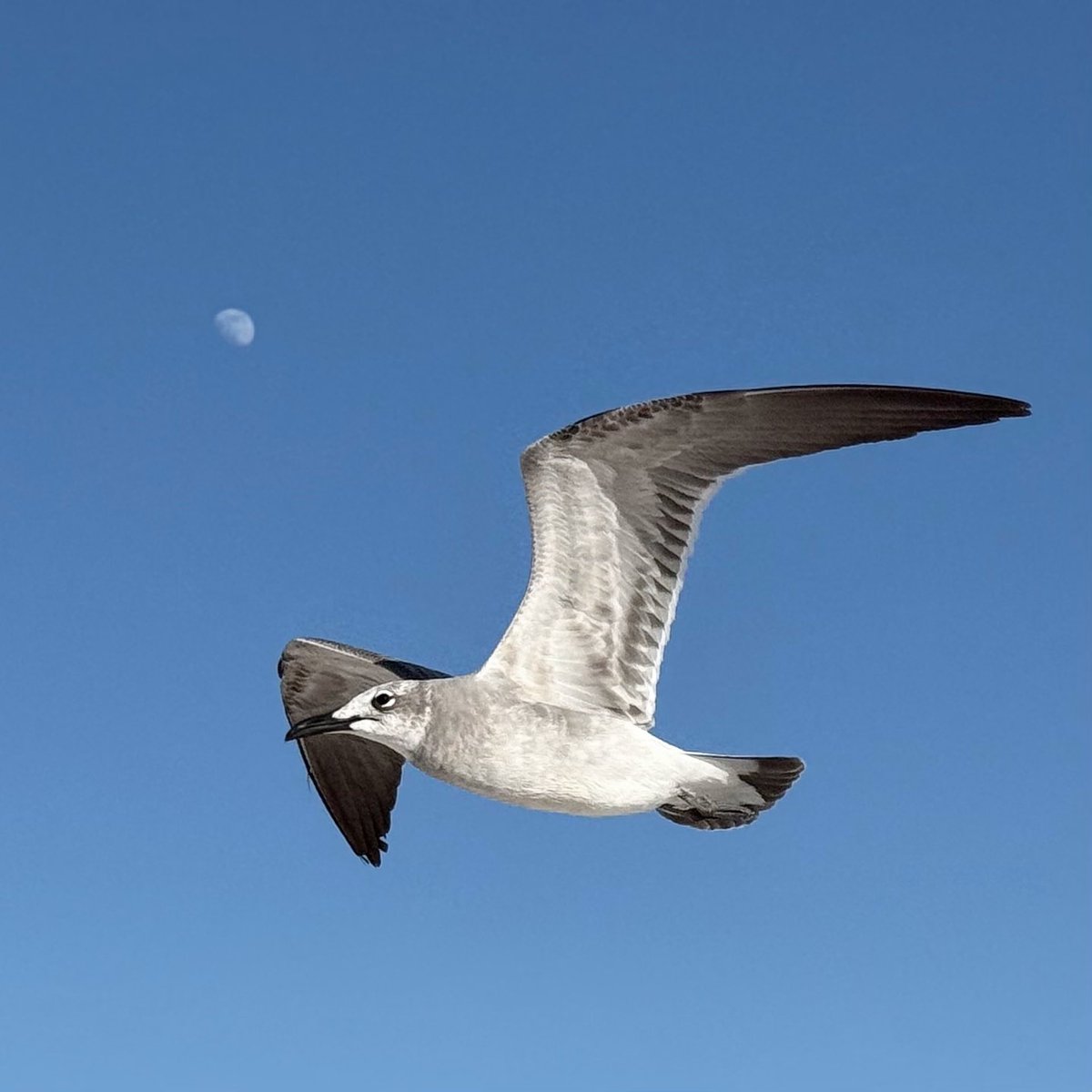 MaxRRudin's tweet photo. Some birds at Nokomis Beach. https://t.co/x8G5oXXkdl
