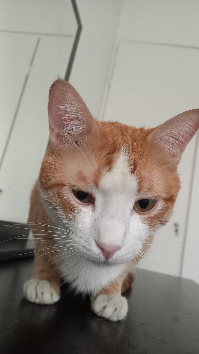 🐈کیتی گالور🐈‍⬛ tweet media