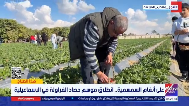 على أنغام السمسمية.. انطلاق موسم حصاد الفراولة في #الإسماعيلية 