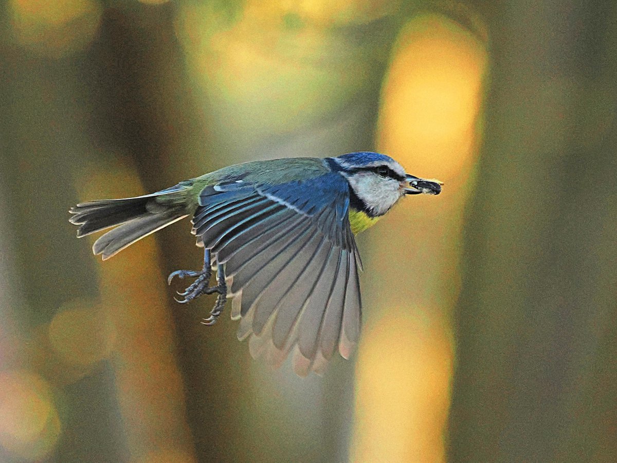 BarrySarling's tweet image. Blue Tit - photographed 31 December 2025 in the garden.
HAPPY NEW YEAR TO YOU ALL.