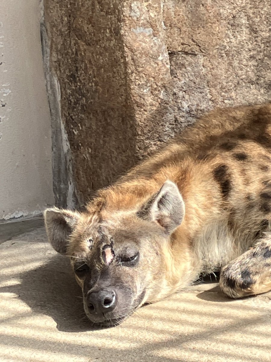 maruページ TATTOO STUDIO MARU /Tokyo/Shibuya ご予約、ご相談はプロフィールに