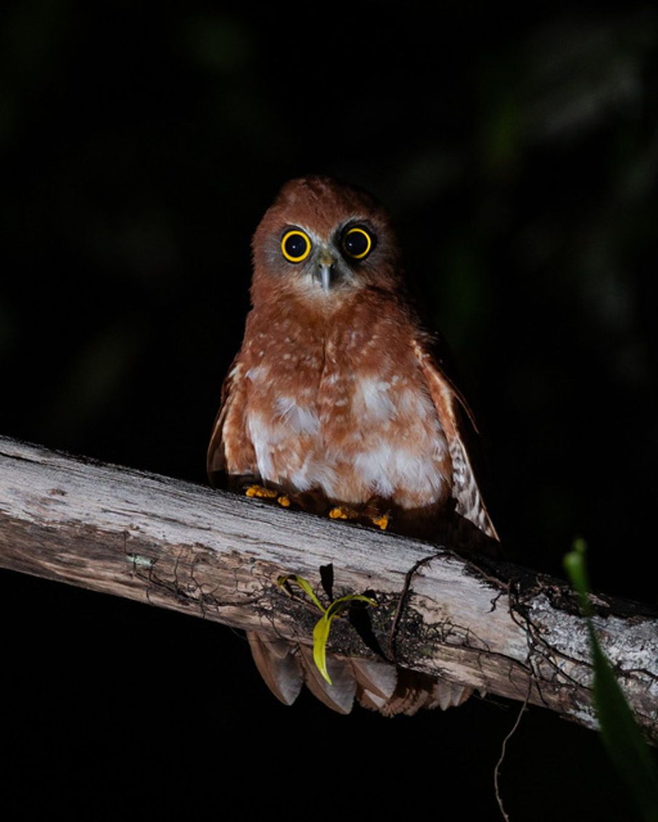 iNaturalist tweet media