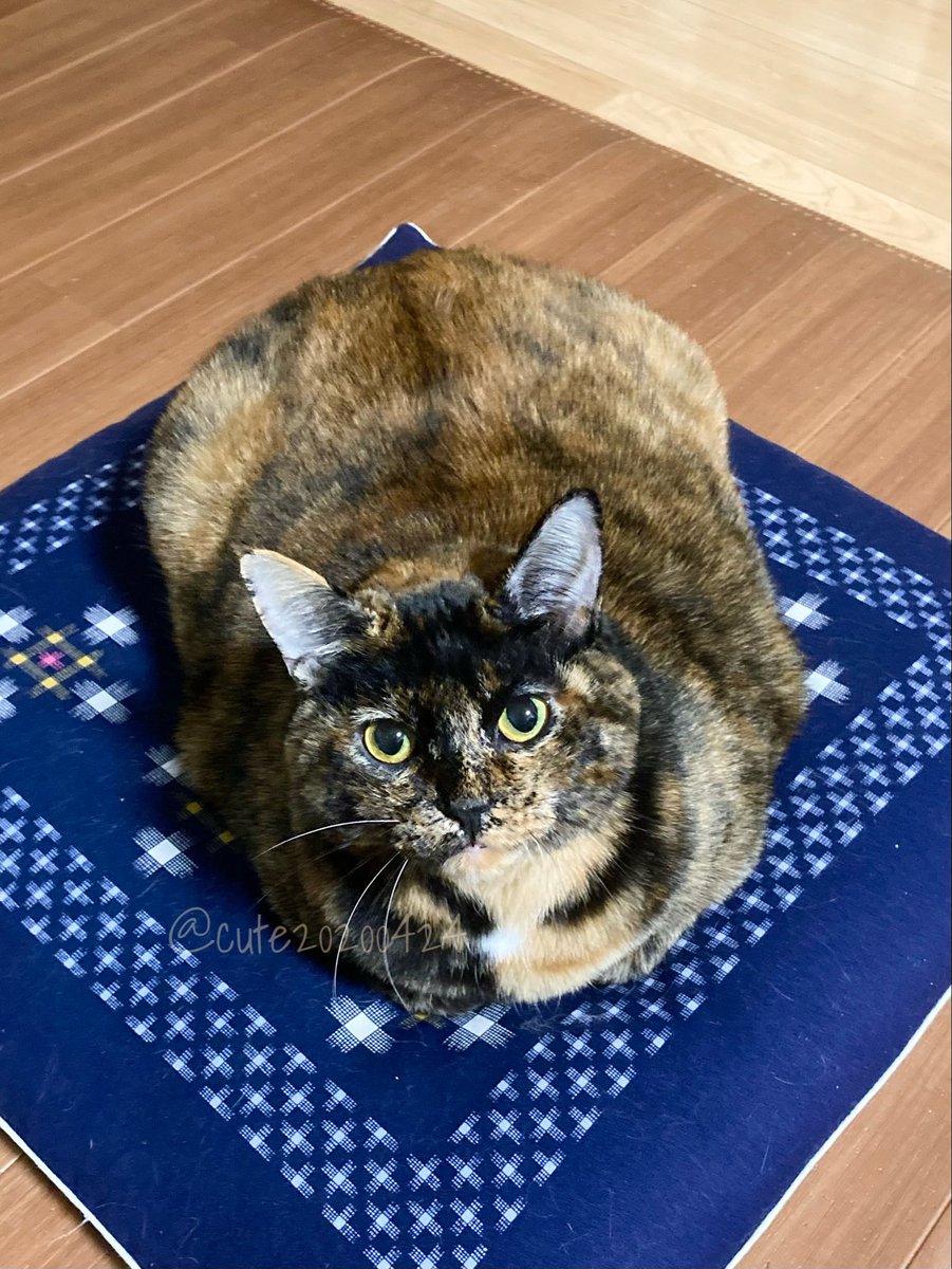 きゅーちゃん成長日記 (@cute20200424) / Posts / X