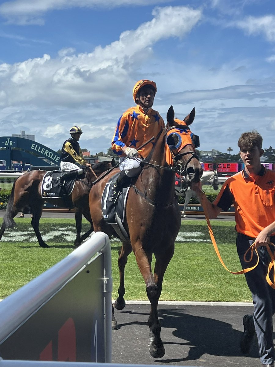 TeAkauRacing's tweet photo. How good Towering Vision - showed huge courage when storming home down the outside for @opie_bosson from his tricky  gate … our third win for the day @Ellerslie_Races - son of Circus Maximus bought by David Ellis CNZM from @WindsorParkStud @KarakaChat - delighted for his owners, he was also the first stakes’ winner for his sire last season!