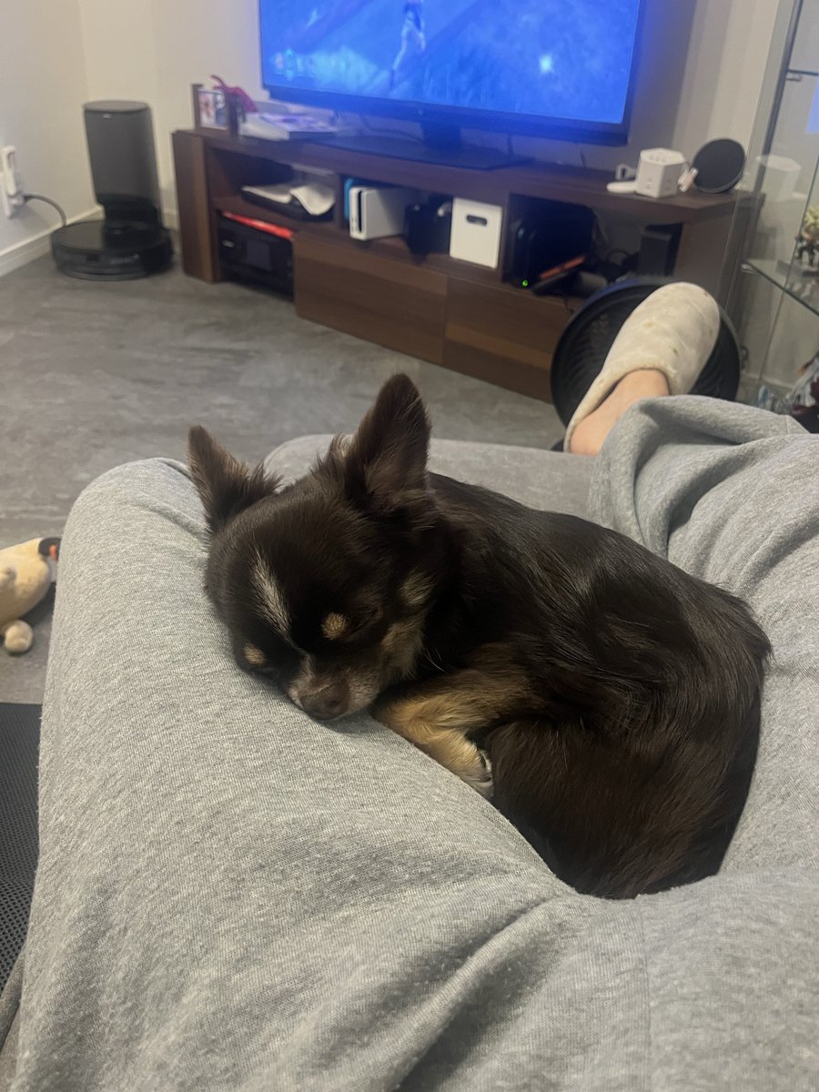 てりぴ🔫 tweet media