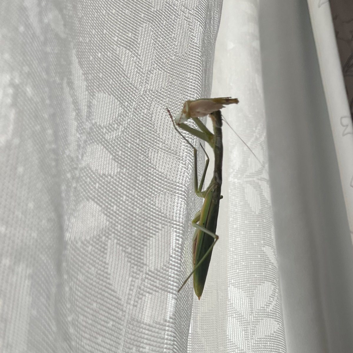 あけましておめでとう！
今年もよろしくおねがいします！
ひさしぶりに実家帰ってきたら
カマキリがブリ食べてた(＾_＾)⭐️