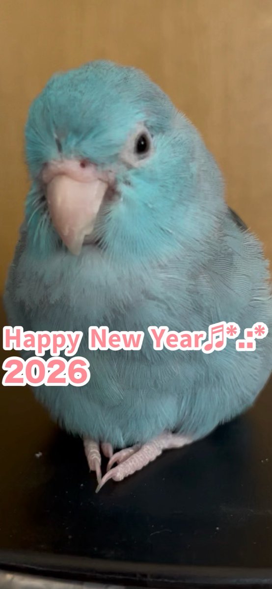 今年もよろしくお願いしますᰔᩚ
                                  ぴのん🐦
 #インコ  #マメルリハ