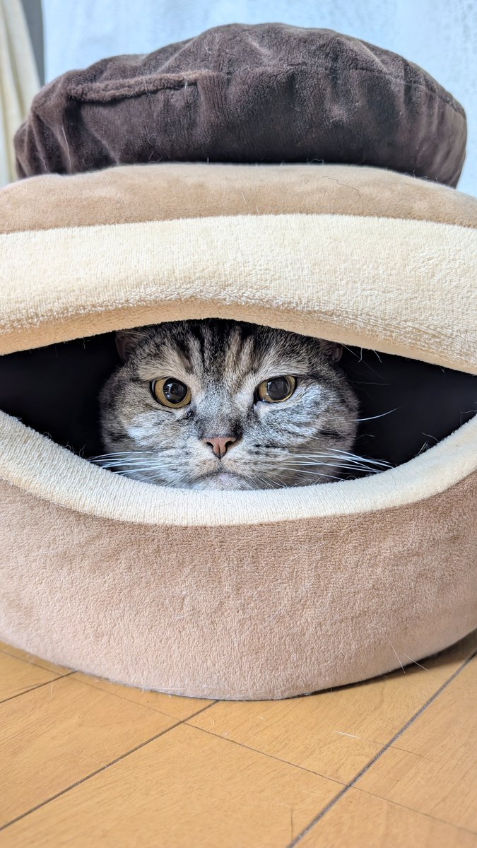 ねこさん 𝐒ちゃん🌸猫Photo Rider (@Kuroneko_S_chan) / Posts / X