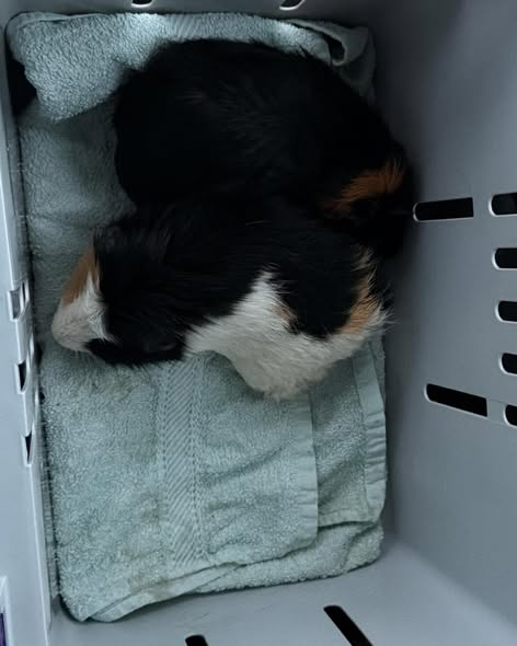 Kopie Tierschutz Osterode
Tschüss 2025 - wir verabschieden uns mit kalten Herzen und tiefster Verachtung
Unser (wahrscheinlich) letzter Einsatz dieses Jahr?
Um es ganz klar auszudrücken, an Widerwärtigkeit nicht zu übertreffen.
Gegen kurz vor halb vier erhielten wir einen Anruf,