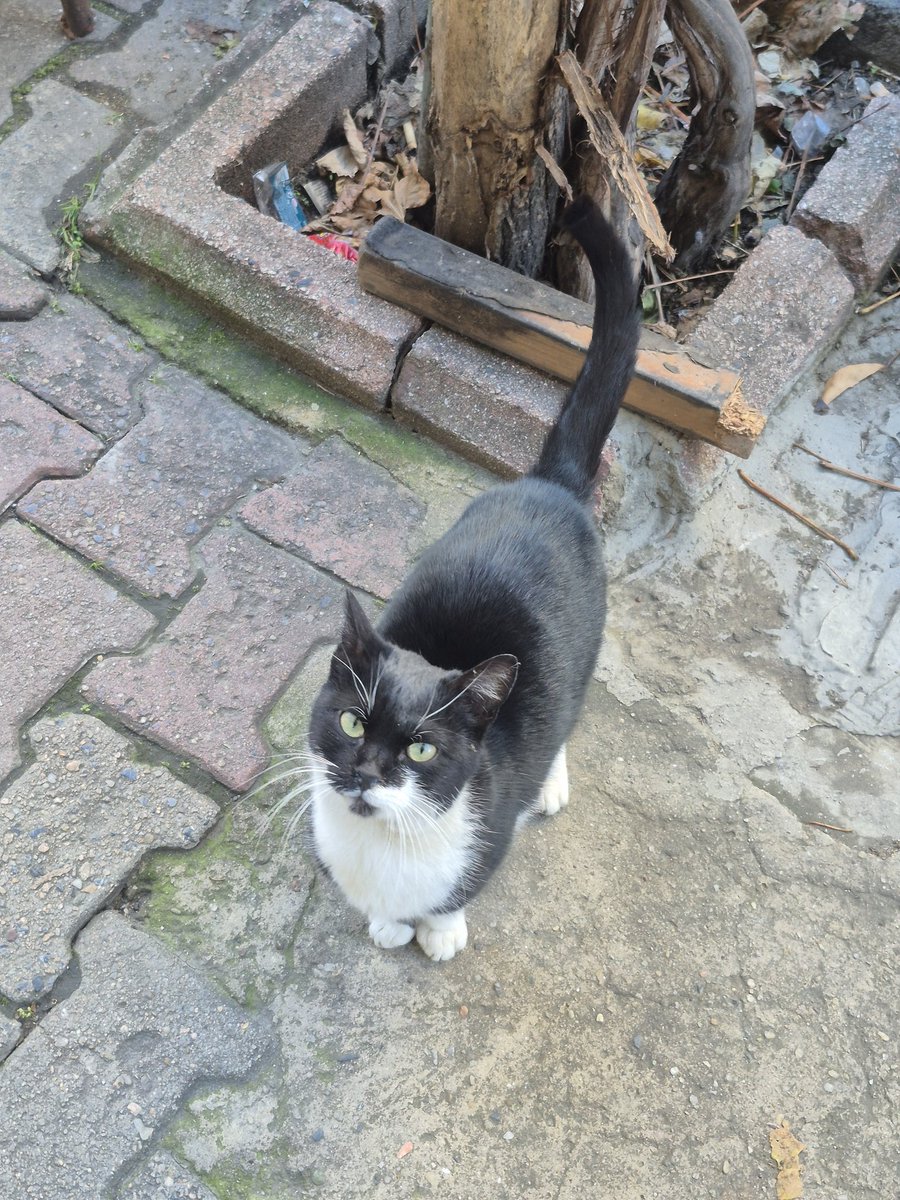 Bunuda yuva bulabilirmisiniz yer bayrampaşa  dişi kısır yaşını bilmiyorum ev kedisine benziyor sokkata kalmasın #kedisahiplendirme