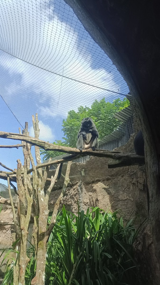 casuallycry's tweet image. saltum bnget ke balizoo kek melayat😭