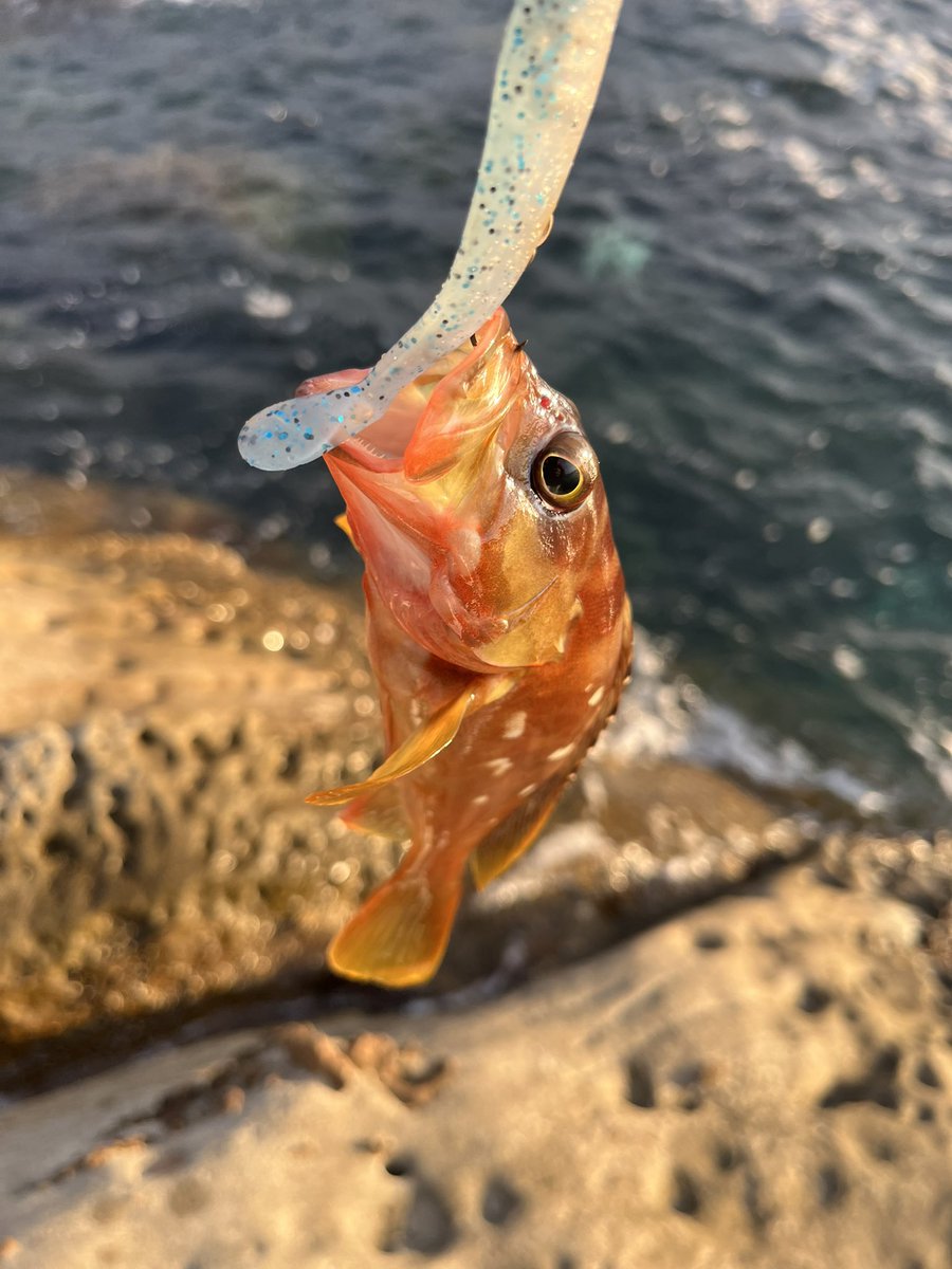 enseithree's tweet image. 今高知県に旅行来てるんやけど、ちゃっかり釣りしてきた

アカハタとヤミハタ？