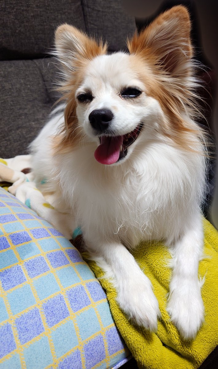 遊~にっしー🍨🌼🧸ིྀ𖦹 tweet media