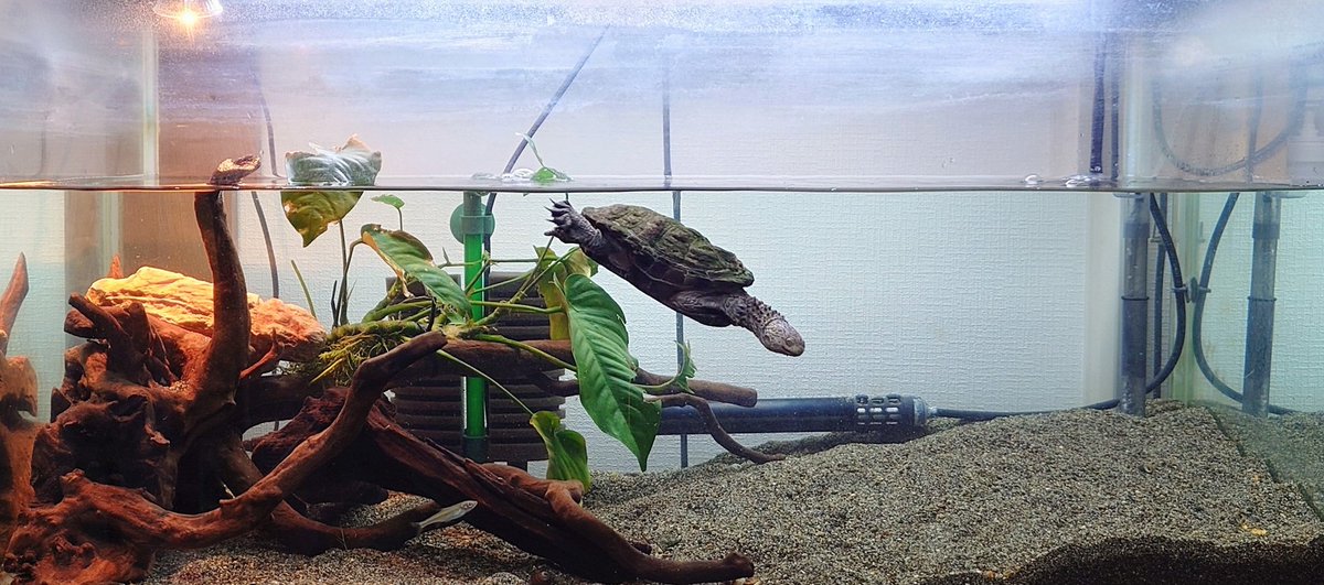 ReptileBridge's tweet photo. 明けましておめでとうございます🎍

とは言っても特に変わる事はなく(笑)
生き物屋に休みはありません❗

まぁ、とはいえ新年なわけで､､､
今日は水周りを掃除してました🚰

ピカピカになって気持ちの良い一年の始まりになりました🐢

皆様、今年も宜しくお願い致します🏇

#爬虫類
#ミズガメ https://t.co/Dws8o41iPf