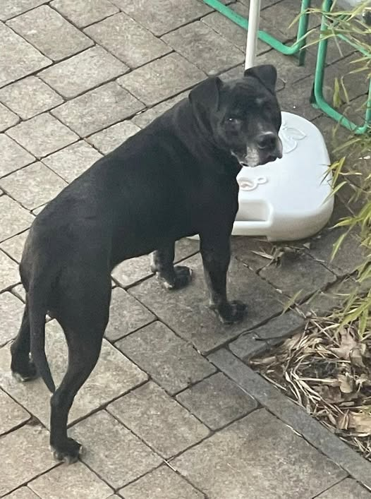 94539 Grafling
seit dem 27.12. wird nach dem Halter gesucht!
Tierschutzverein Deggendorf Kopie:
Fundhund, Rüde, unkastriert, gechipt, nicht registriert. Besitzer oder wer ihn kennt bitte melden 09931 8943430.