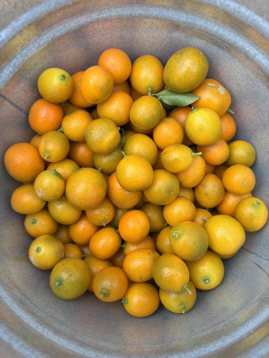 たぶんmitsu tweet media