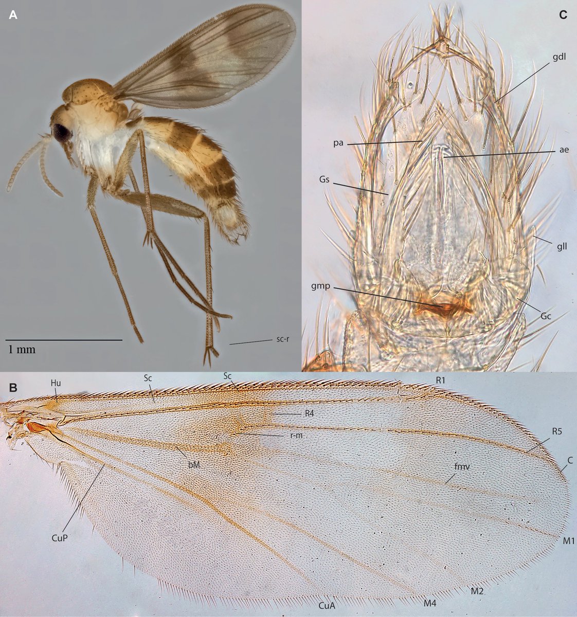 Integrative Systematics tweet media