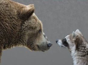 Laurie 🦝🪻🌷🌸🐈‍⬛🐈🌳🌿 tweet media