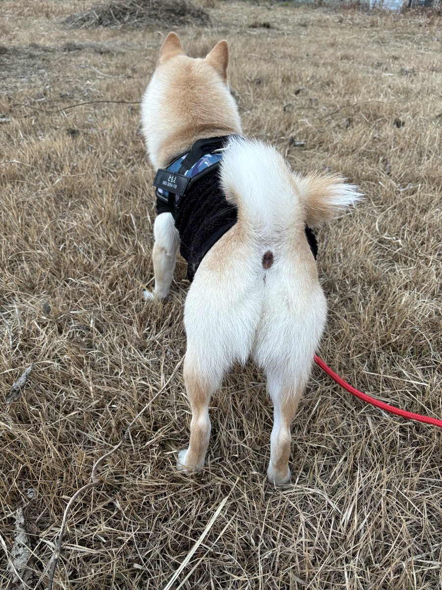 あけましておめでとうございます🐕
年末に犬の元気がなくて心配だったけど、昨日の午後から完全復活して、元日から絶好調の犬。
今年もよろしくです。